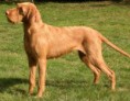 VIZSLA PELO DURO